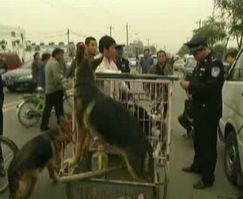 北京市加大了对全市非法狗市的监管力度,图中的民警正在对卖狗商贩进行检查