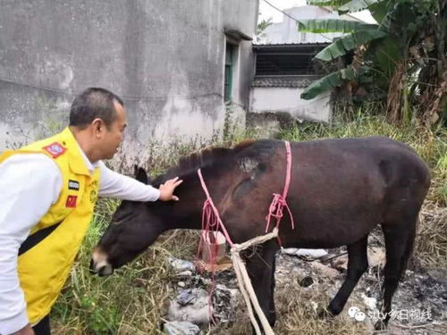 失主在哪里 汕头潮阳一骡子乱跑 村民急寻失主