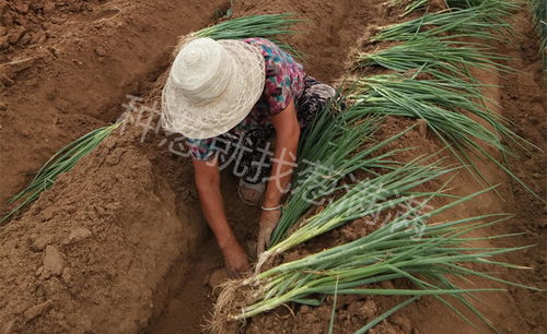 大葱定植移栽葱苗需要做好哪些处理