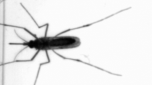 蚊子吸到人血后,其神经元会异常兴奋,人血对它来说是什么味道 