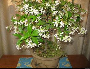 开六七瓣的细长小白花,有着茉莉花香味的花是什么植物？