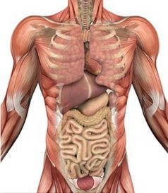 靠着一根针和一道光,科学家发现人体新器官 