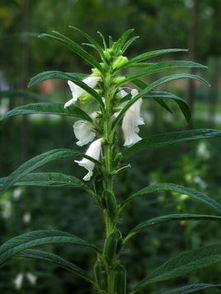 知字开花节节高怎么做