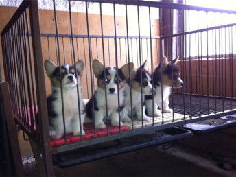 图 本犬舍成立至今已历经23年,拥有血统种犬四百多只柯基犬 上海宠物狗 
