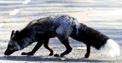 罕见 因突变种 生物现身北京门头沟,银黑狐到底是什么物种