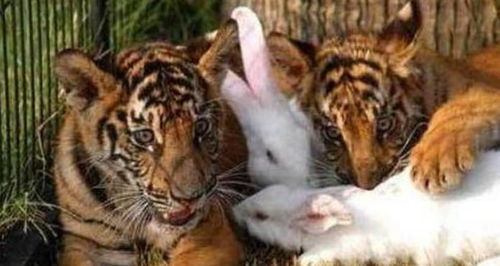 人生处处有惊喜,老虎抱着兔子睡 我想一直这样抱