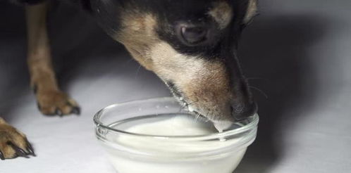 辟谣 给狗狗喝牛奶有益 牛奶会引起狗狗肠胃问题,并不适合狗狗