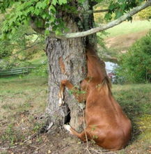 恐怖 怪树无所不食 活吞成年马 