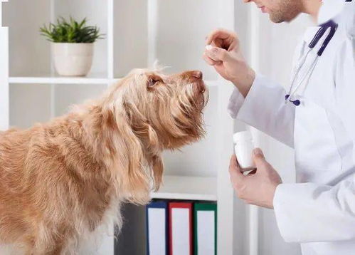 兽医提醒 肚子 爬满虫 的狗狗,都有这些症状,希望你家没有
