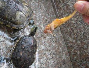 巴西小乌龟吃什么 