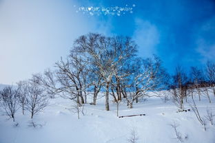 冬の北海道 雪国的浪漫邂逅