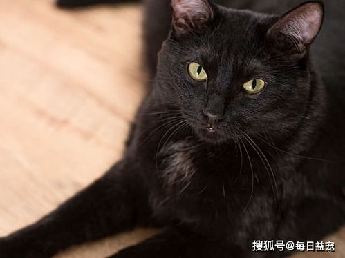 每个养黑猫的铲屎官,都患上了这种病,以前我怎么没发现