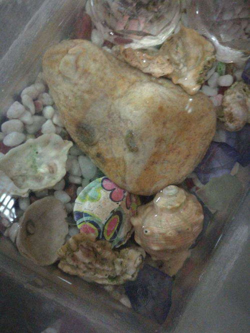 乌龟能不能吃红薯？