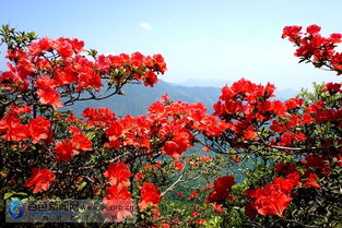 右江区高射岭杜鹃花开映山红