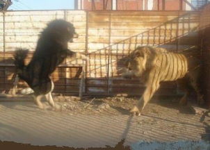 藏獒殴打狮子,狮子竟然不敢还手,食物链的顶端竟然也怕狗了