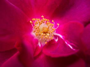 玫瑰花蕊有什么功效,花蕊象征着爱情吗？