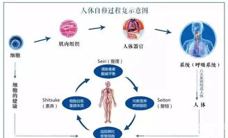 有那些药可以有效的增强人体免疫能力的，给我介绍几种，谢谢了