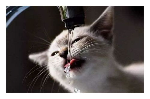 给猫喝这几种水,相当于 慢性自杀 ,太无知了