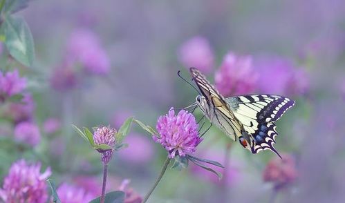 白羊座运势3.29 4.4,保持努力上进,富有挑战精神,事业再攀高峰