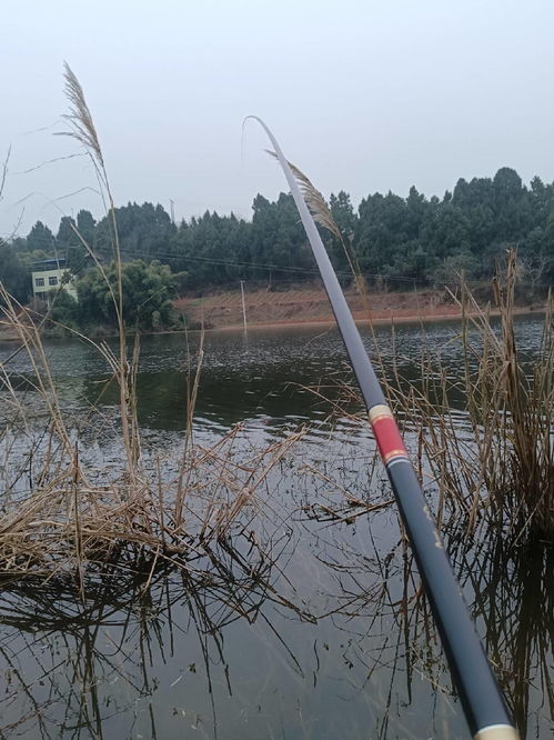 飞风水库连竿飞鲫,终于可以盘下老板