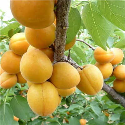 1公分红玉杏树苗免费提供种植管理 西市区 杏树苗质优价廉