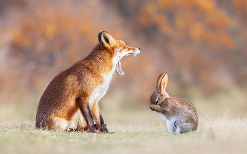 野兔和家兔可以杂交 错,它们存在明显的生殖隔离