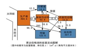 生态系统能量流动：流入某营养级的能量等于同化量还是摄入量?