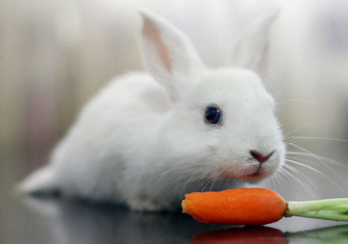 萌兔饲养 兔子吃的饲料哪里有卖