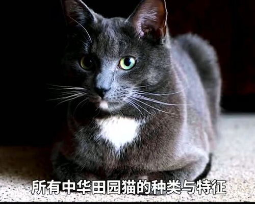 一般的中华田园猫的寿命是多长？