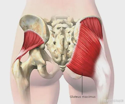 臀肌 与大腿肌群共同合作
