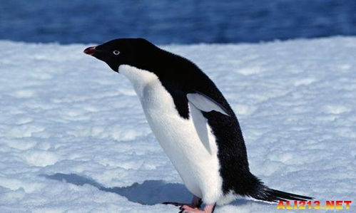 冷知识 企鹅不高兴就自杀 秋天出生的孩纸更长寿 