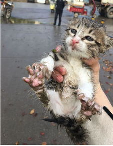 流浪小猫被雨打湿,好心人将其带回收养,清洗之后非常可爱