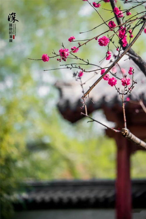 疫消花开日 来者皆泰安