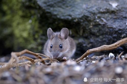 生肖鼠 1月21号将是你人生的分水岭,即将迎来人生大运