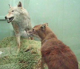 狐狸和狗能杂交吗,狈是狼和狐狸杂交的吗