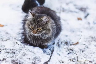 如果虐杀能解决流浪猫问题, 那么尊重生命又为何物 