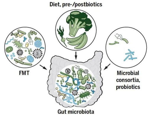 为什么不建议学肠道菌群