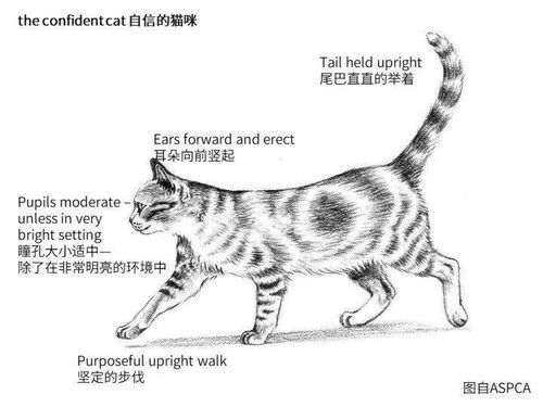 猫咪的肢体语言,你知道多少
