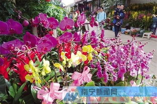 春节年花品种与图片,年宵花品种丰富 市民采购喜迎春节