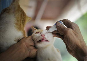 养宠经验 猫鼻支的猫可以留种吗