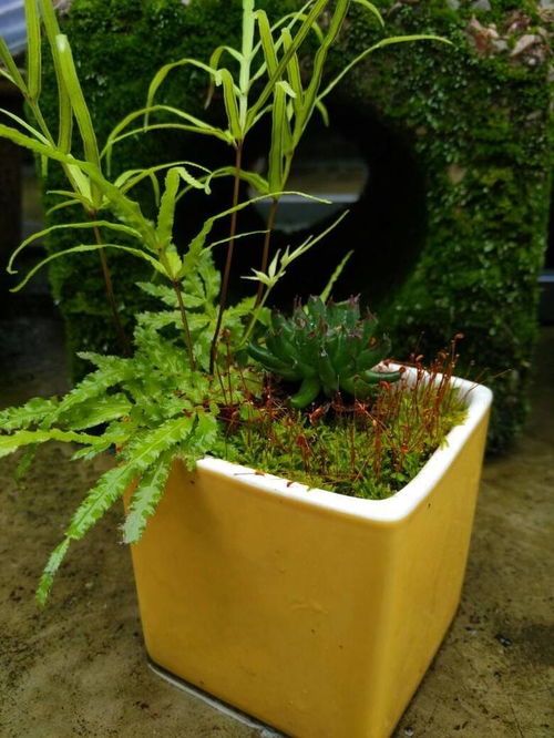 花养得好不好,决定因素在根上,根越粗壮植物状态越好