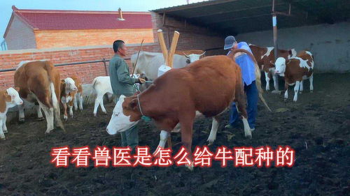 看看兽医是怎么给牛配种的,大牛已经是三个孩子的妈妈了,很配合 