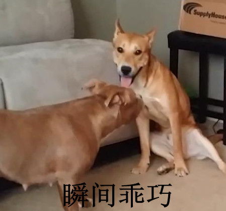 哈士奇以一敌二 对手还是凶猛的比特犬 它竟用阴招出奇制胜