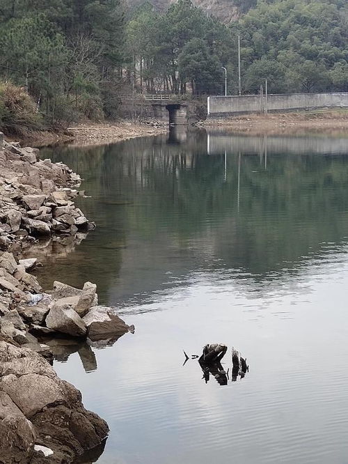 水库不好钓鱼那是因为你不懂水库鱼,掌握这些规律你也能鱼获满满