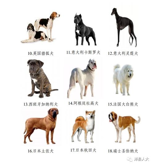 汉中市养犬管理条例 明起施行,这些养犬行为违法,请扩散