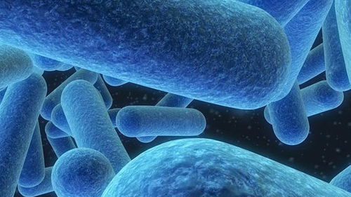 延华乳酸菌比定君生哪个剂量大,定君生能治疗细菌性阴道炎吗