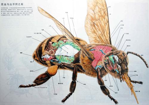 蜜蜂的身体部位图 搜狗图片搜索