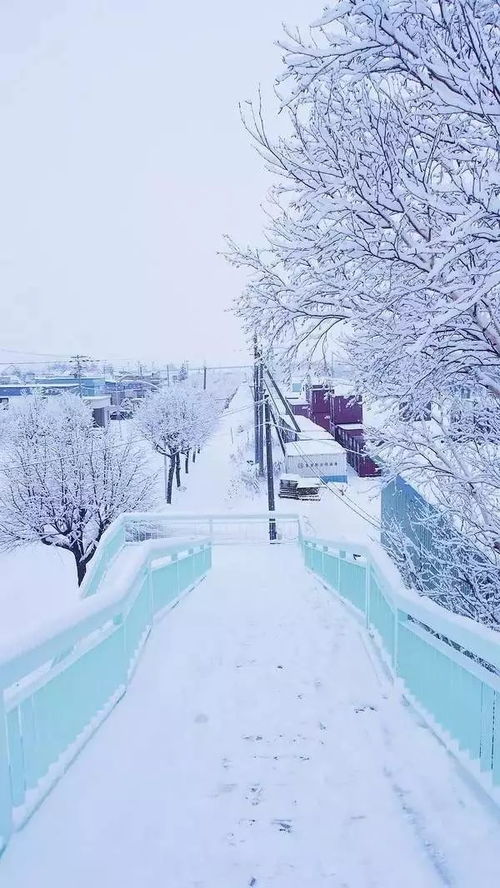 北海道的雪景 图片信息欣赏 图客 Tukexw Com