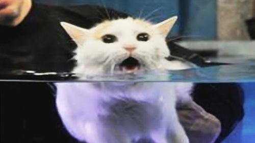 为什么猫咪洗澡时会比小狗更加怕水 看完才知道猫不是为了搞笑 