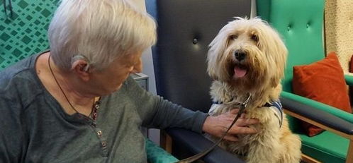 为什么那么多老人养狗 能预防老年痴呆,狗狗还会让老人家更开心
